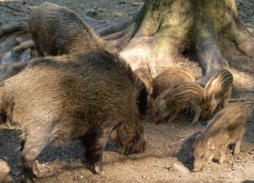 Wildschweine