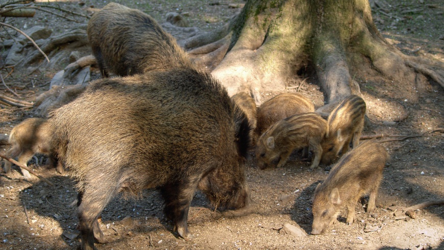 Wildschweine