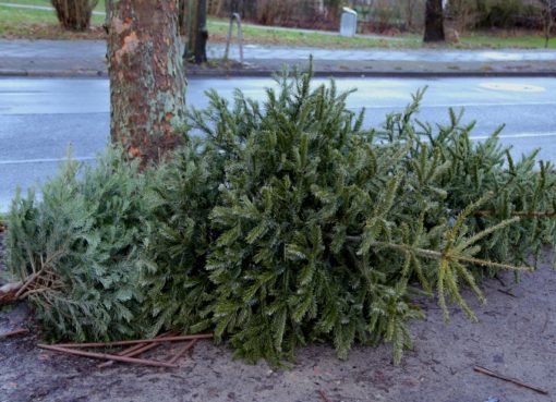 Weihnachtsbaum-Entsorgung der BSR