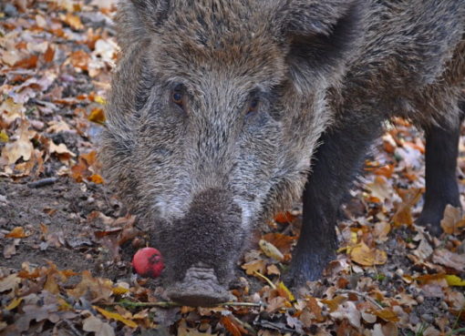 Wildschwein