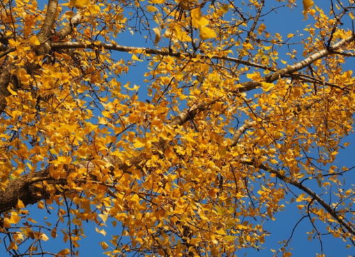 Herbstaspekt der Schwarz-Pappel