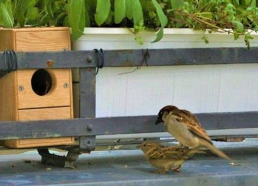 Nistbox auf dem Balkon