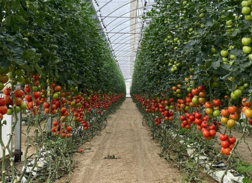 Tomatengewächshaus in Südspanien