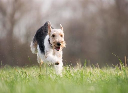 Hunde brauchen natürlichen Auslauf