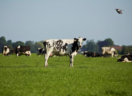 Milchkühe in Friesland