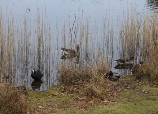 Graugänse, Blässhühner und Stockenten