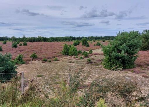 Schönower Heide