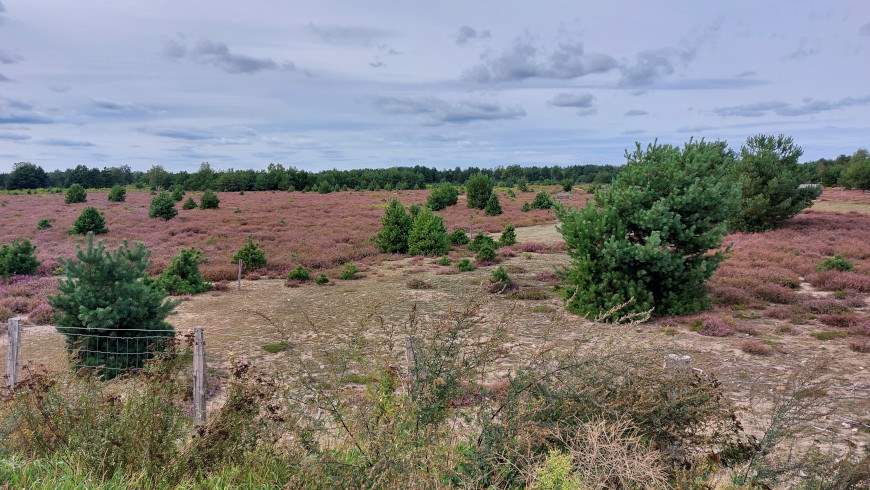 Schönower Heide