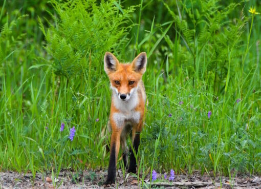 Rotfuchs (Vulpes vulpes)