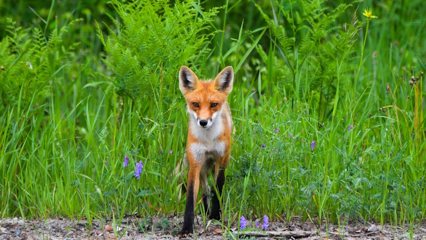 Rotfuchs (Vulpes vulpes)