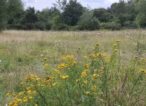 Rainfarn (Tanacetum vulgare)