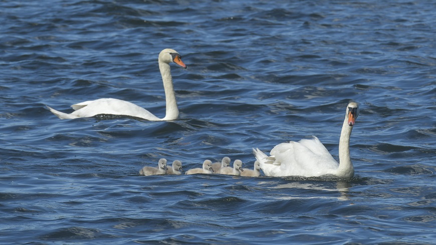Vogelbeobachtung auf Eiswerder.