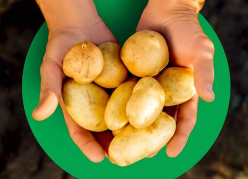 Lidl senkt Kartoffelpreise